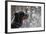 Snow Dog-Bildagentur Zoonar GmbH-Framed Photographic Print