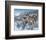 Snow Drifters-Kevin Daniel-Framed Art Print