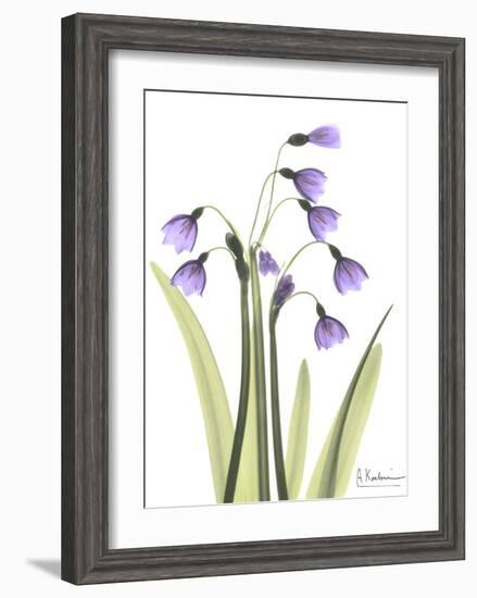 Snow Drop in Full Bloom-Albert Koetsier-Framed Art Print