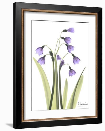 Snow Drop in Full Bloom-Albert Koetsier-Framed Art Print