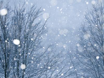 Snow Falling On Trees At Dusk Photographic Print Brian Gordon Green Art Com