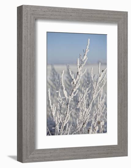 Snow flakes frozen on bare branch in the morning sun, close up-Andrea Haase-Framed Photographic Print