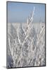 Snow flakes frozen on bare branch in the morning sun, close up-Andrea Haase-Mounted Photographic Print