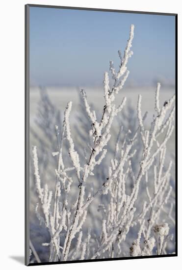 Snow flakes frozen on bare branch in the morning sun, close up-Andrea Haase-Mounted Photographic Print