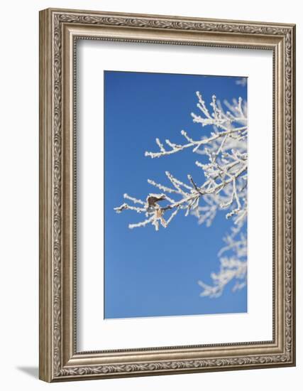 Snow flakes frozen on bare branches in the morning sun, close up-Andrea Haase-Framed Photographic Print