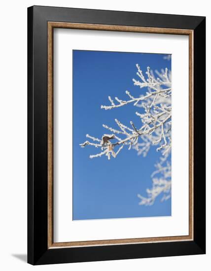 Snow flakes frozen on bare branches in the morning sun, close up-Andrea Haase-Framed Photographic Print