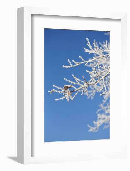 Snow flakes frozen on bare branches in the morning sun, close up-Andrea Haase-Framed Photographic Print