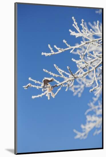 Snow flakes frozen on bare branches in the morning sun, close up-Andrea Haase-Mounted Photographic Print