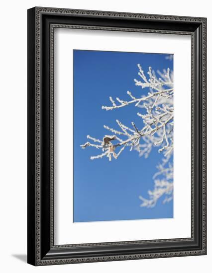 Snow flakes frozen on bare branches in the morning sun, close up-Andrea Haase-Framed Photographic Print