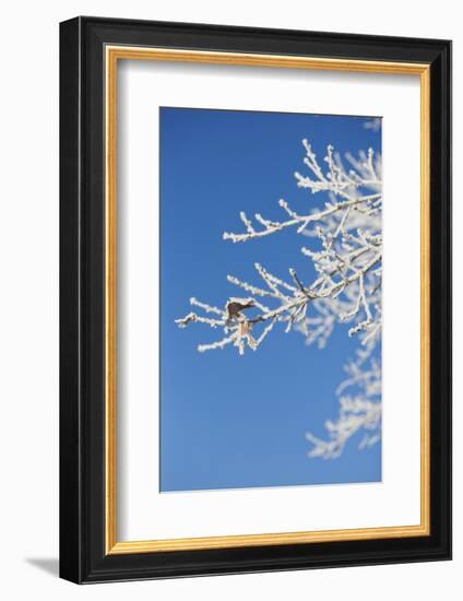 Snow flakes frozen on bare branches in the morning sun, close up-Andrea Haase-Framed Photographic Print