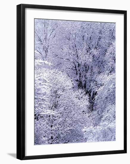 Snow Flocked Trees, Washington, USA-William Sutton-Framed Photographic Print