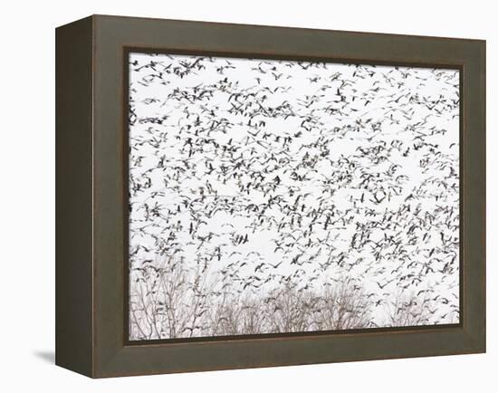 Snow Geese and Canada Geese-null-Framed Premier Image Canvas