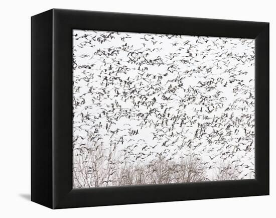 Snow Geese and Canada Geese-null-Framed Premier Image Canvas