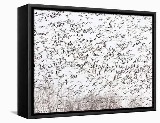 Snow Geese and Canada Geese-null-Framed Premier Image Canvas