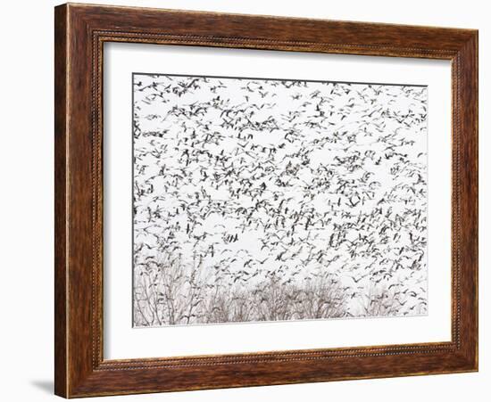 Snow Geese and Canada Geese-null-Framed Photographic Print