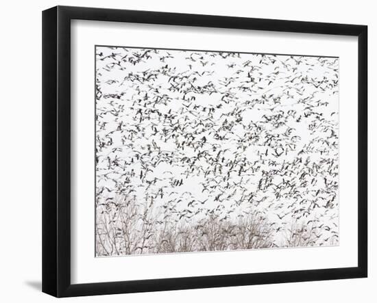 Snow Geese and Canada Geese-null-Framed Photographic Print