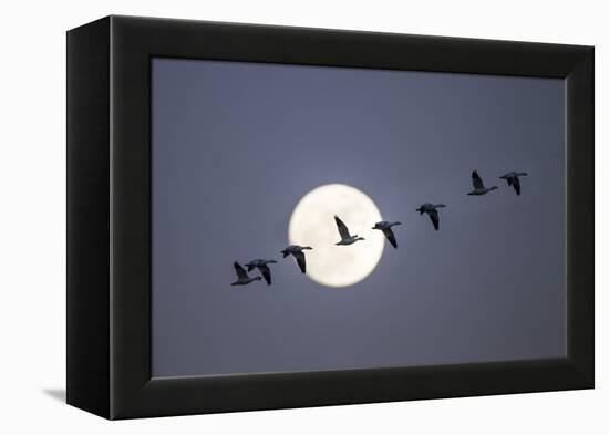 Snow Geese and Full Moon, New Mexico-Paul Souders-Framed Premier Image Canvas