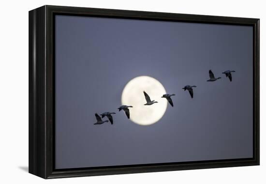 Snow Geese and Full Moon, New Mexico-Paul Souders-Framed Premier Image Canvas