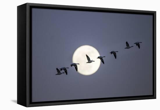 Snow Geese and Full Moon, New Mexico-Paul Souders-Framed Premier Image Canvas