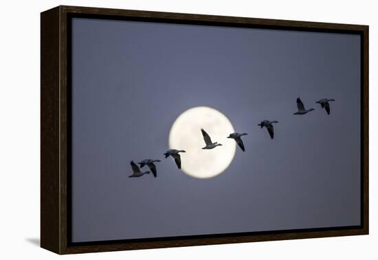 Snow Geese and Full Moon, New Mexico-Paul Souders-Framed Premier Image Canvas