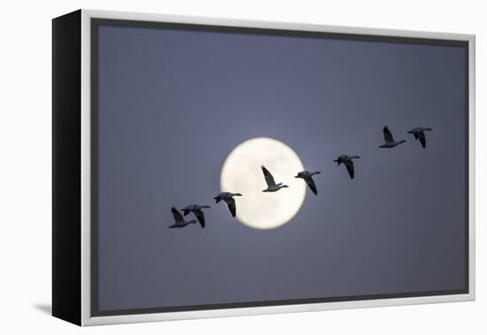 Snow Geese and Full Moon, New Mexico-Paul Souders-Framed Premier Image Canvas