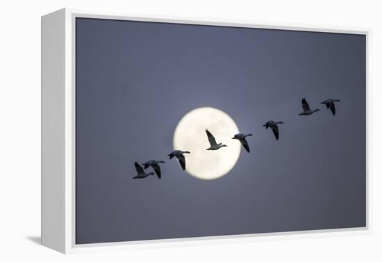 Snow Geese and Full Moon, New Mexico-Paul Souders-Framed Premier Image Canvas