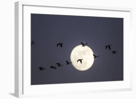 Snow Geese and Full Moon, New Mexico-Paul Souders-Framed Photographic Print