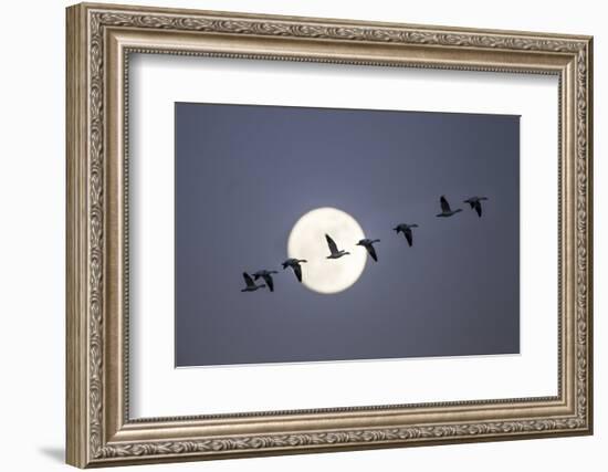 Snow Geese and Full Moon, New Mexico-Paul Souders-Framed Photographic Print