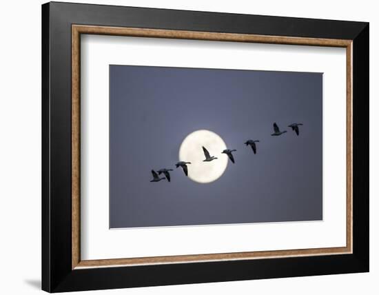 Snow Geese and Full Moon, New Mexico-Paul Souders-Framed Photographic Print