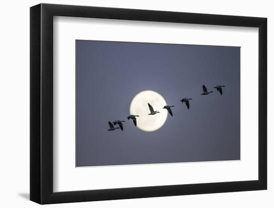 Snow Geese and Full Moon, New Mexico-Paul Souders-Framed Photographic Print