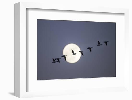 Snow Geese and Full Moon, New Mexico-Paul Souders-Framed Photographic Print