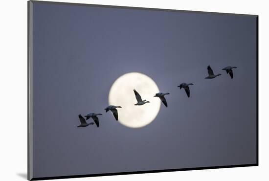 Snow Geese and Full Moon, New Mexico-Paul Souders-Mounted Photographic Print