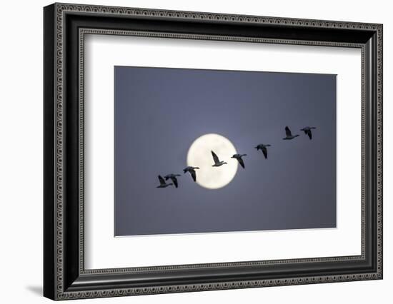 Snow Geese and Full Moon, New Mexico-Paul Souders-Framed Photographic Print