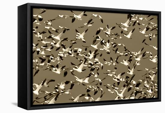 Snow Geese Bird, Bosque Del Apache National Wildlife Refuge, New Mexico, USA-Hugh Rose-Framed Premier Image Canvas