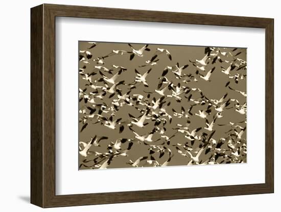 Snow Geese Bird, Bosque Del Apache National Wildlife Refuge, New Mexico, USA-Hugh Rose-Framed Photographic Print