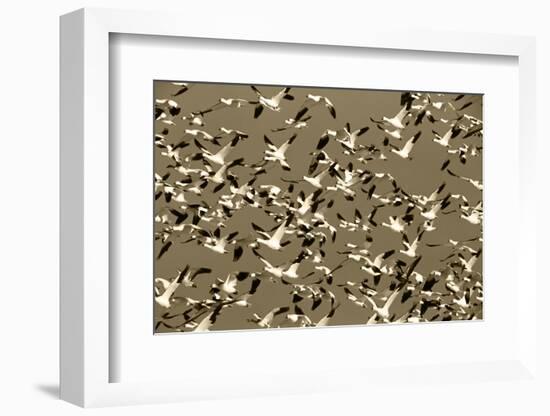 Snow Geese Bird, Bosque Del Apache National Wildlife Refuge, New Mexico, USA-Hugh Rose-Framed Photographic Print