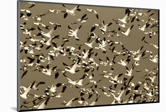 Snow Geese Bird, Bosque Del Apache National Wildlife Refuge, New Mexico, USA-Hugh Rose-Mounted Photographic Print