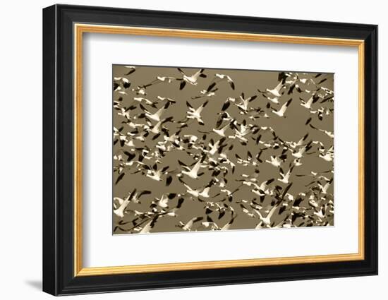 Snow Geese Bird, Bosque Del Apache National Wildlife Refuge, New Mexico, USA-Hugh Rose-Framed Photographic Print