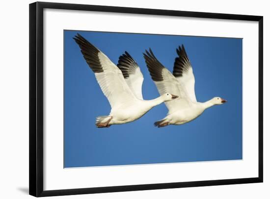Snow Geese, Bosque Del Apache National Wildlife Refuge, New Mexico-Paul Souders-Framed Photographic Print
