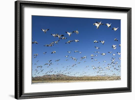 Snow Geese, Bosque Del Apache, New Mexico-Paul Souders-Framed Photographic Print