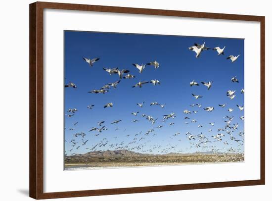 Snow Geese, Bosque Del Apache, New Mexico-Paul Souders-Framed Photographic Print