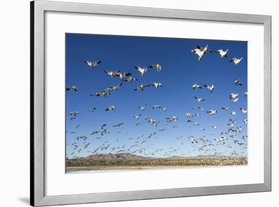 Snow Geese, Bosque Del Apache, New Mexico-Paul Souders-Framed Photographic Print