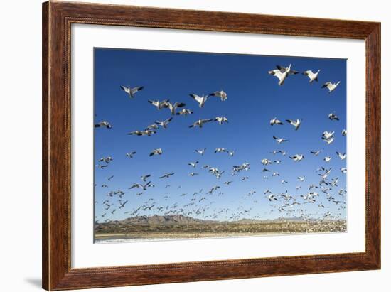 Snow Geese, Bosque Del Apache, New Mexico-Paul Souders-Framed Photographic Print