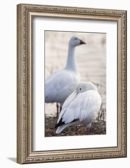 Snow geese, Chen Caerulescens, Bosque del Apache NWR, New Mexico-Maresa Pryor-Framed Photographic Print