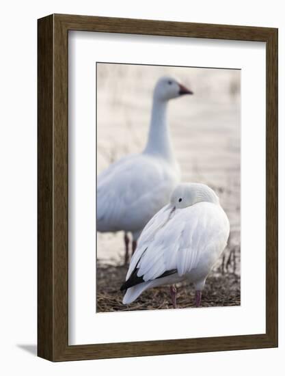 Snow geese, Chen Caerulescens, Bosque del Apache NWR, New Mexico-Maresa Pryor-Framed Photographic Print