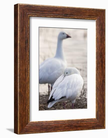 Snow geese, Chen Caerulescens, Bosque del Apache NWR, New Mexico-Maresa Pryor-Framed Photographic Print