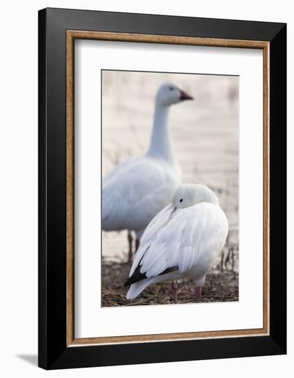 Snow geese, Chen Caerulescens, Bosque del Apache NWR, New Mexico-Maresa Pryor-Framed Photographic Print