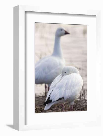 Snow geese, Chen Caerulescens, Bosque del Apache NWR, New Mexico-Maresa Pryor-Framed Photographic Print