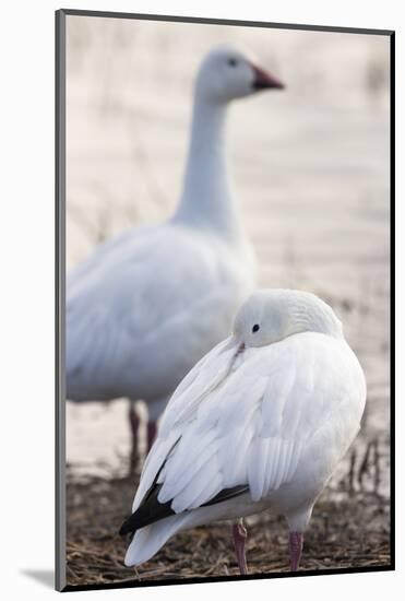 Snow geese, Chen Caerulescens, Bosque del Apache NWR, New Mexico-Maresa Pryor-Mounted Photographic Print