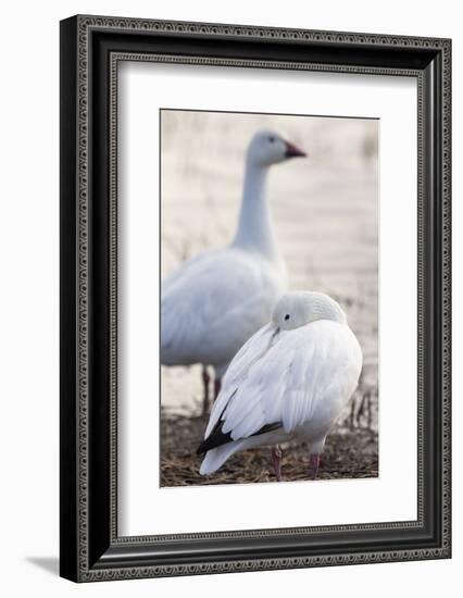 Snow geese, Chen Caerulescens, Bosque del Apache NWR, New Mexico-Maresa Pryor-Framed Photographic Print